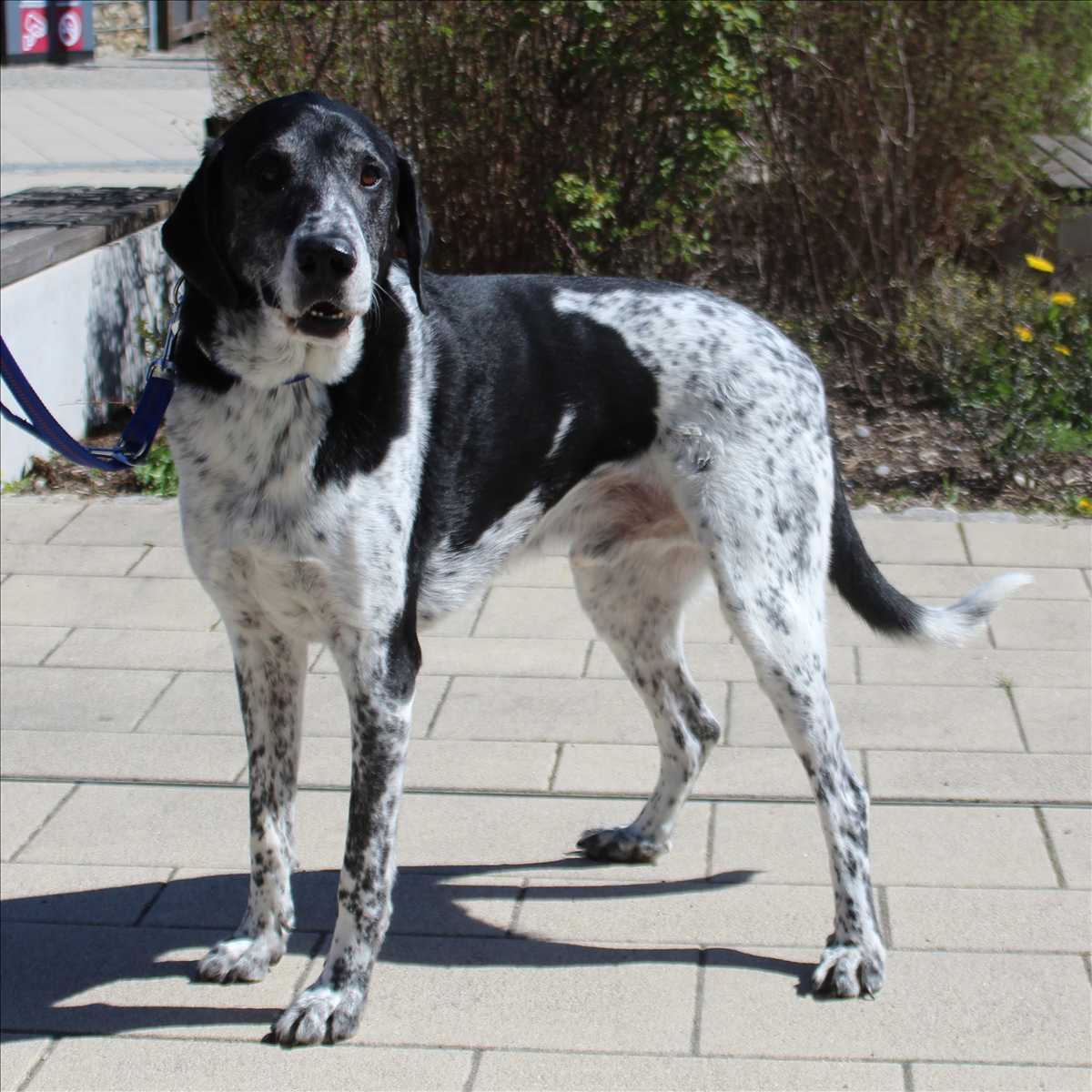 Basti - Deutsche Dogge - Bild 3