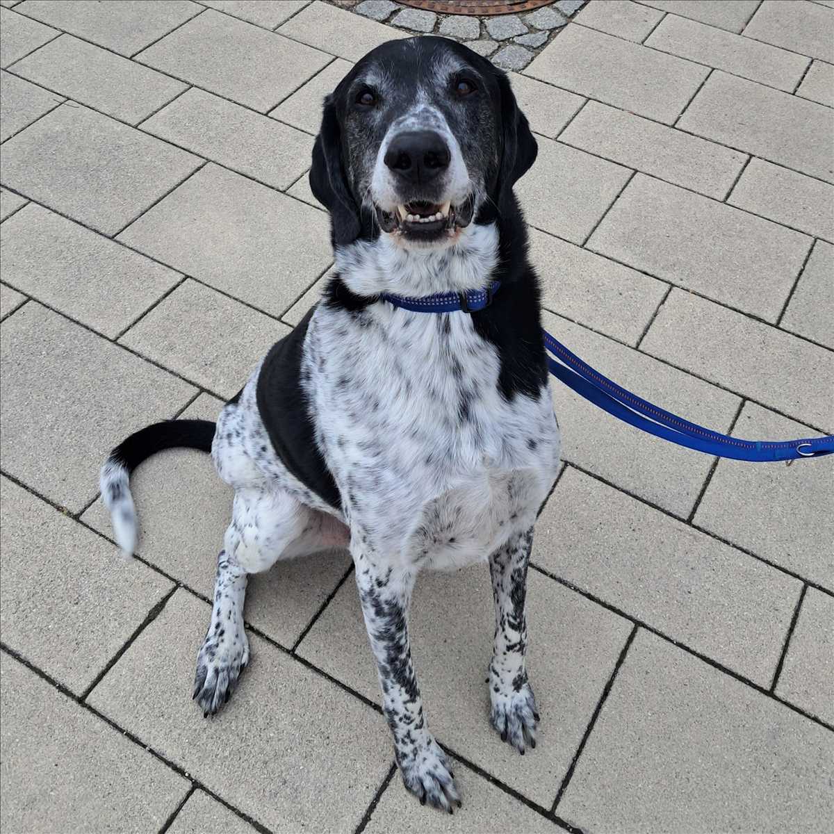 Basti - Deutsche Dogge - Bild 2