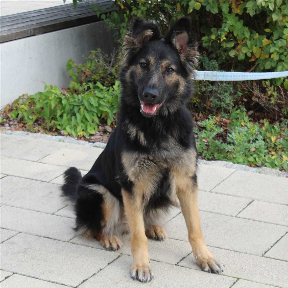 Kira – Gnadenhof